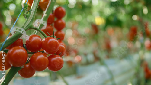Closeup red tomatoes growing on tree branch in warm modern greenhouse concept