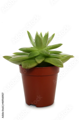 Echeveria succulent in pot