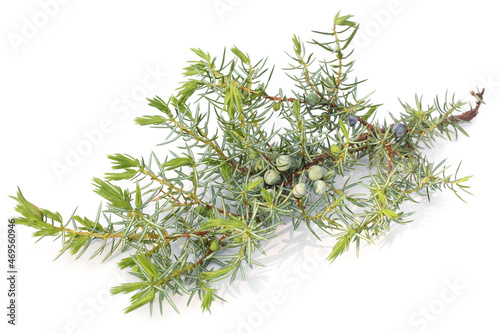 Cones and leaves of Juniperus communis photo