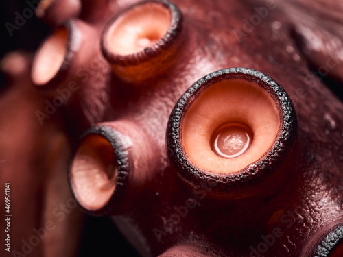 Cooked octopus suckers close up look, isolated