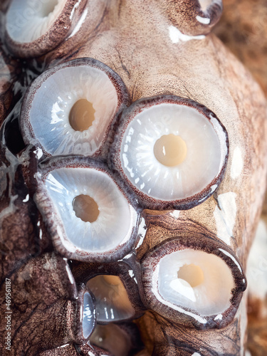 Fresh octopus limb or arm, extreme close up look