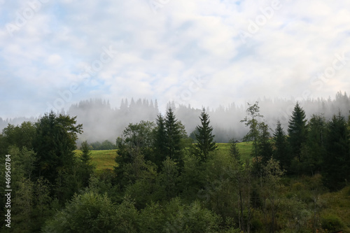 Picturesque view of beautiful foggy forest in morning