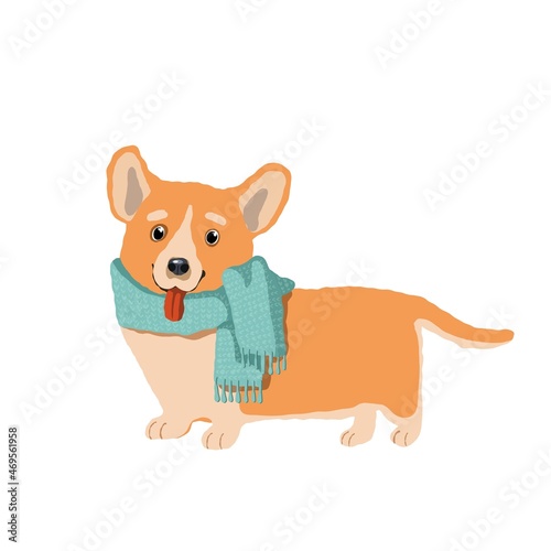 cute dog in warm scarf  vector holiday clipart with corgi  children s illustration with cartoon character good for card and print design