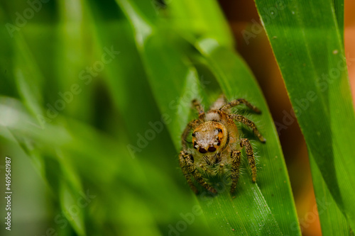 These spiders are known to eat small insects such as grasshoppers, flies, bees and other small spiders,
closeup macro in Hyllus semicupreus Jumping Spider. photo