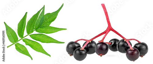 Healthy food - Small branch of fresh black elderberry fruit with green leaves isolated on a white background. Sambucus.