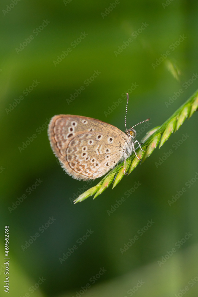 Macro close-up butterfly in wild meadow and flowers on beautiful blurred soft yellow green background Macro close-up butterfly in wild meadow and flowers on beautiful blurred soft yellow green background