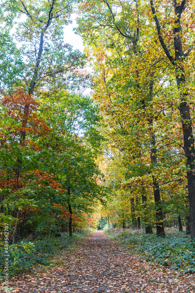 A walk through the Duisburg city forest in autumn