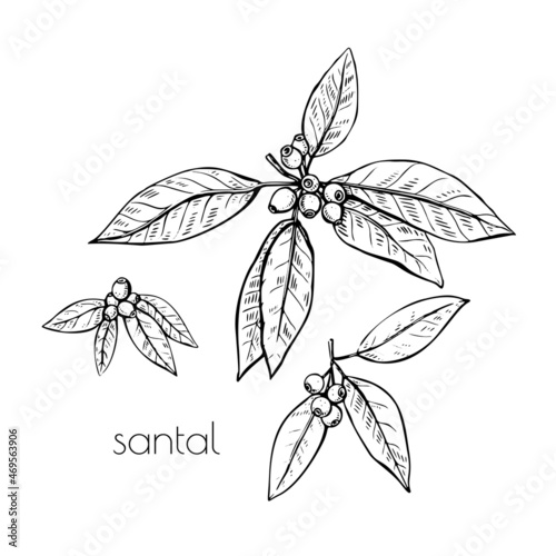 Sandalwood berry leaves sketch, great design for any purposes. Line drawing style. Floral botanical flower. Summer background. Vintage, retro vector design photo