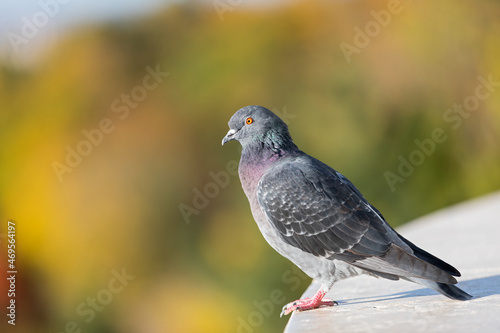 Indian Pigeon © Ocskay Mark