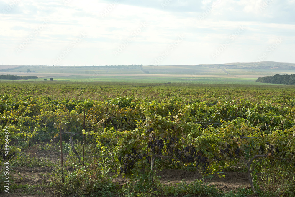An endless plantation of grapes in a steppe area. Copy space.