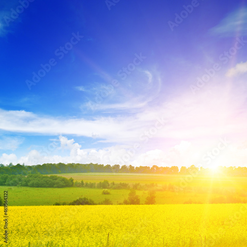 Sun above the large yellow colza field.