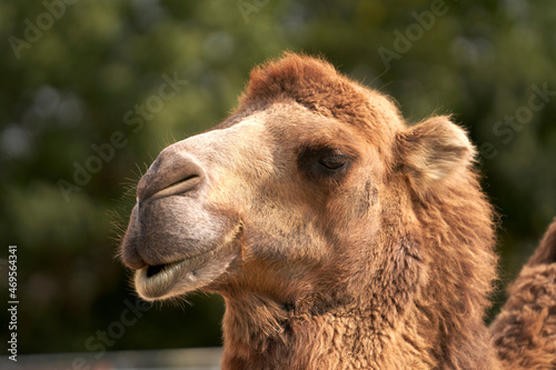  Portrait of a two-humped camel in close-up. Selective focus.