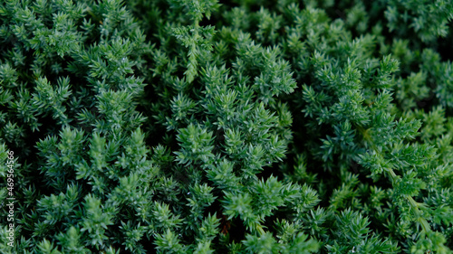 Dwarf Japanese garden juniper creeping - Juniperus horizontalis. Juniper hedge texture as coniferous natural textured background. Botanical pattern for graphic design and wallpaper. Close-up.