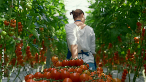 Cherry tomato harvest farmer collect at sunlight greenhouse. Cultivation concept