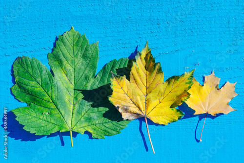 two autumn leaves on the gray background . Abstract background of leaves. The concept of leaf fall, autumn