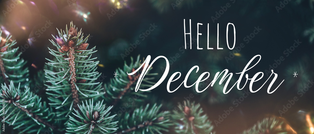 Christmas banner Background with green pine tree brunch and lettering Hello December. Trendy moody dark toned design. Vintage christmas lights bokeh. Natural winter holiday forest text