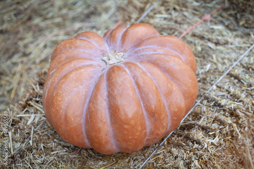 Autumn Squashes
