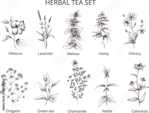 Hand drawn vintage vector pharmacy herbal tea set:hibiscus,lavender,melissa,hemp,green tea,oregano,chamomile,nettle,chicory,calendula.Outline silhouette isolated on transparent background
