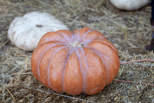 Autumn Squashes
