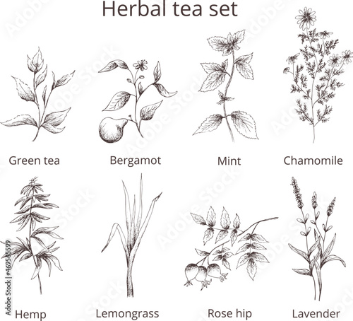  Hand drawn vintage vector pharmacy 
herbal tea set: green tea, bergamot,
mint,chamomile, rose hip,hemp,lemongrass,
lavender.Outline silhouette isolated on transparent 
background. 