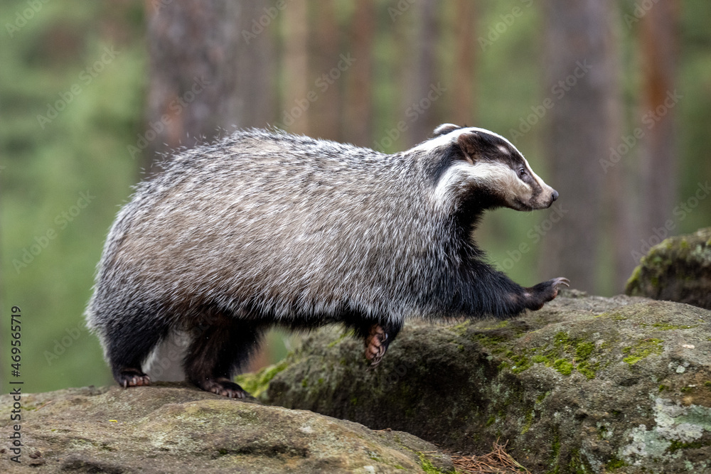 Fototapeta premium The badger runs in the woods looking for food.