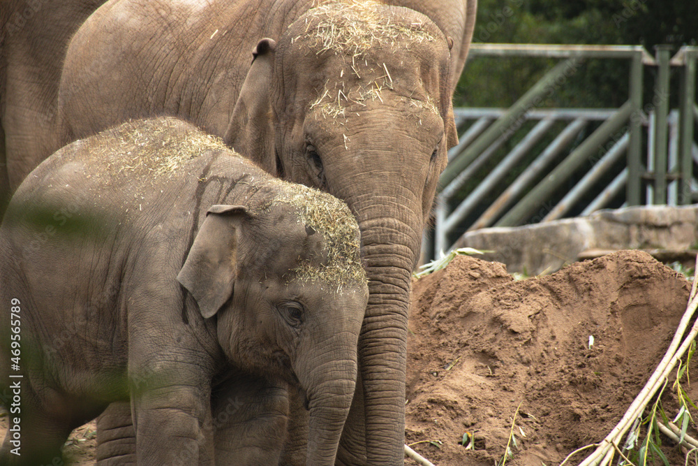 Fototapeta premium An elephant with its mother