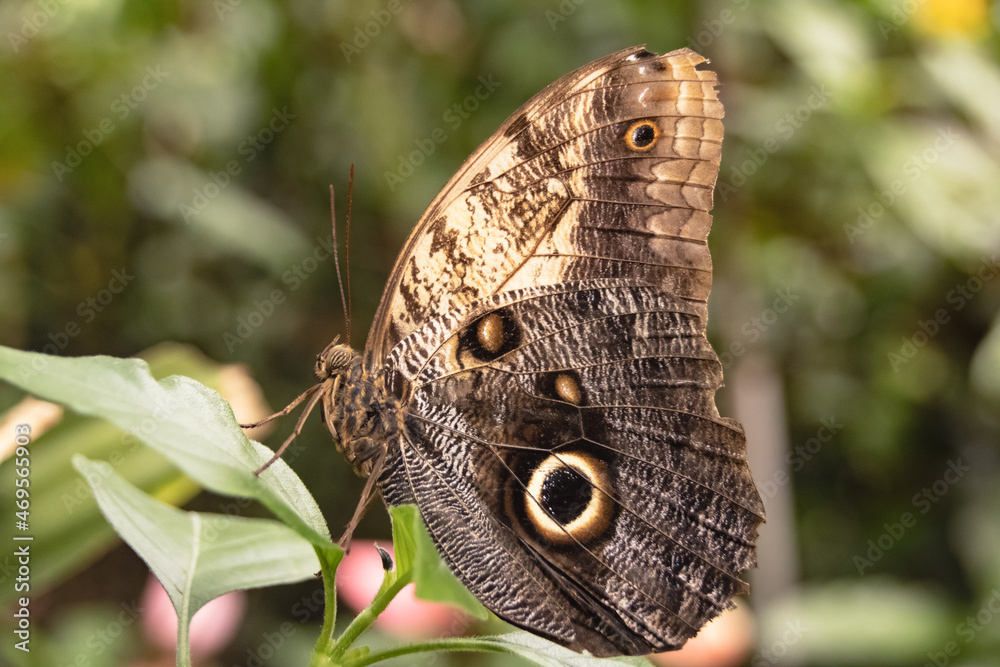 Fototapeta premium A moth perched on a leaf