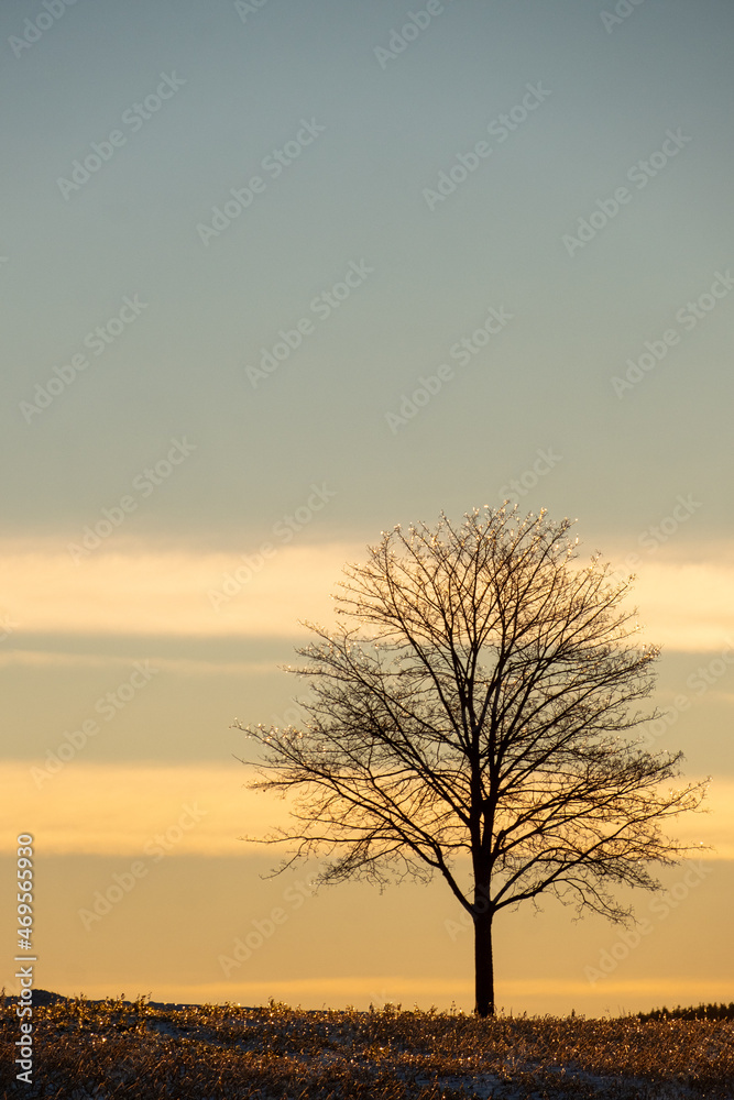 Einzelner Baum am Morgen