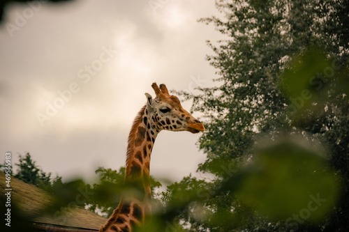 Sticker Spotting a giraffe through leaves