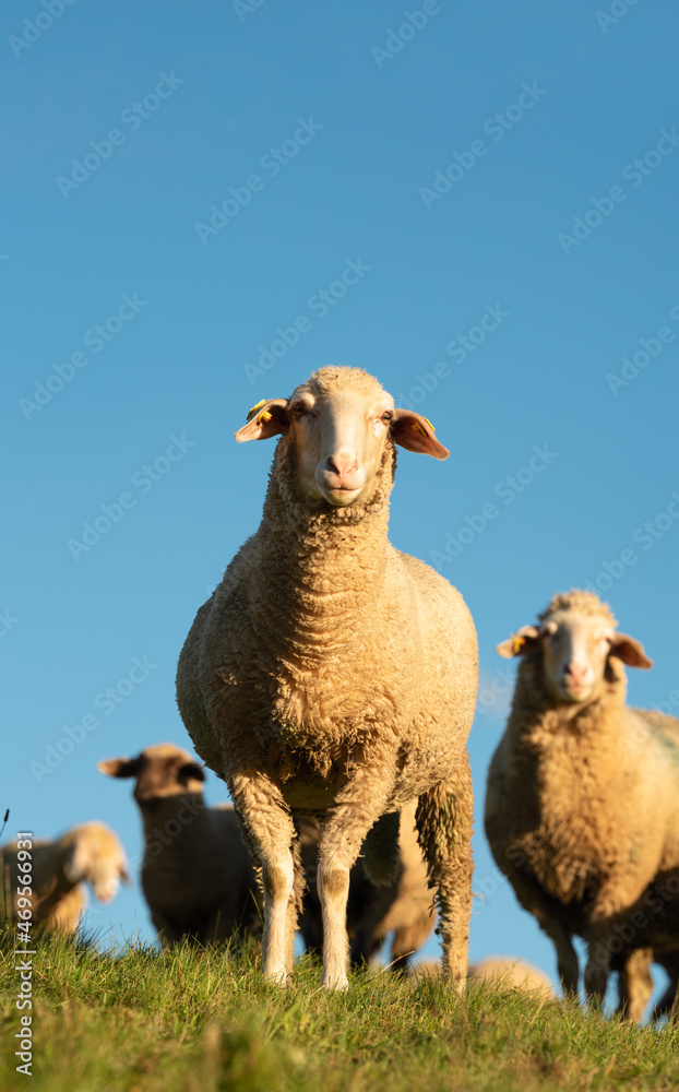 Fototapeta premium sheep in the field