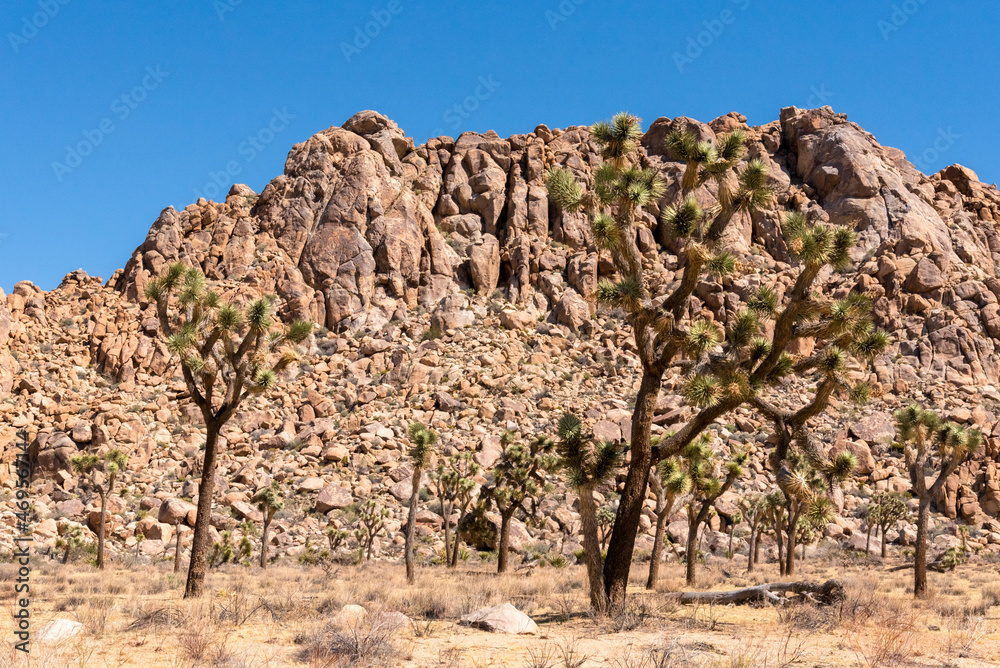 Great desert landscape in Joshua Tree National Park Great desert landscape in Joshua Tree National Park