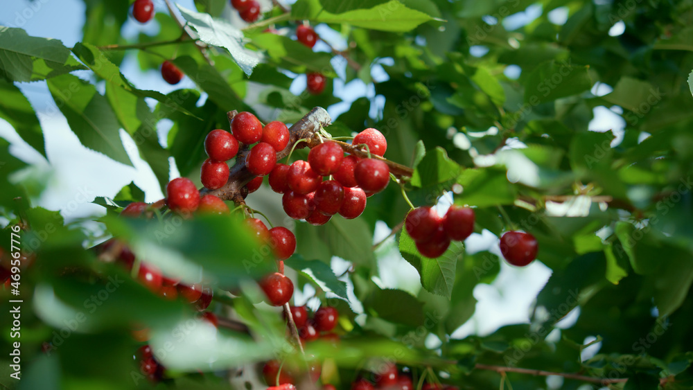 Fototapeta premium Red berry green leaf branch tree closeup. Countryside raw delicious cherry fruit