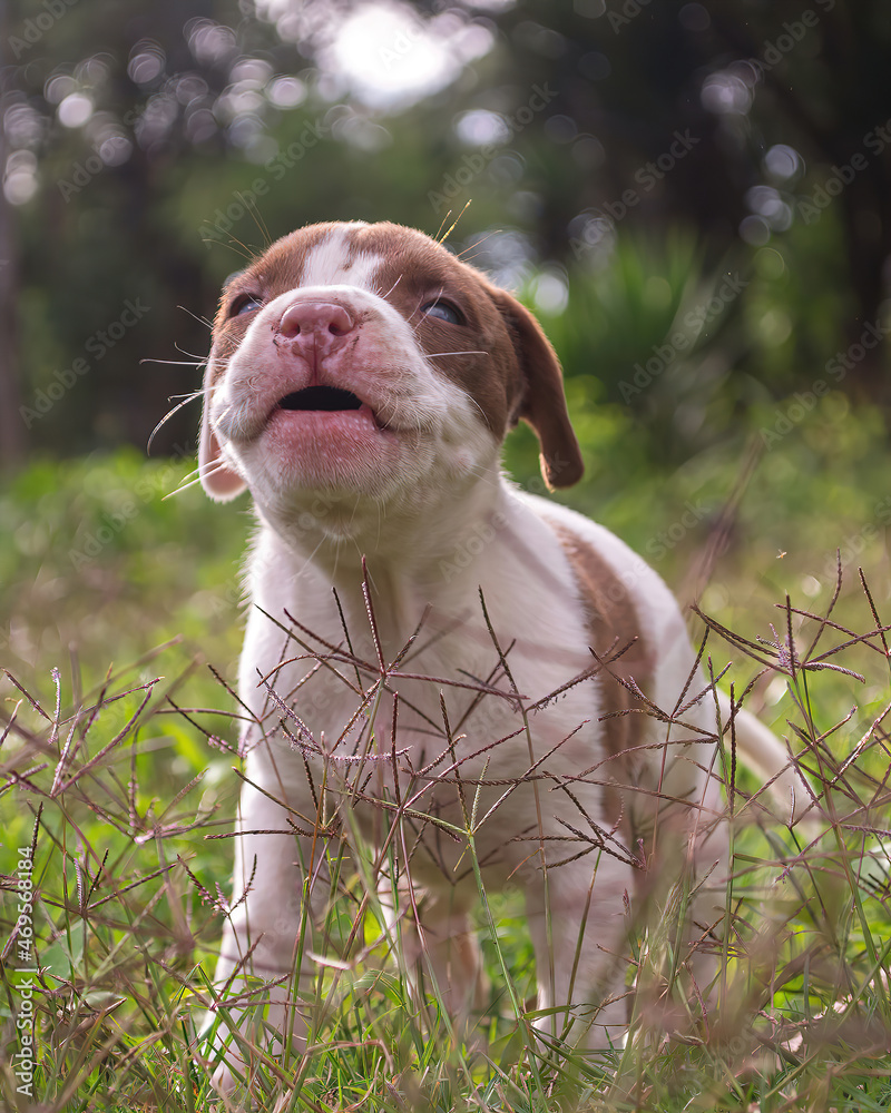 white and brown puppy barking happily