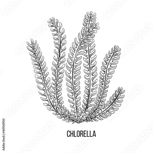 Algae - chlorella. Green and red edible algae. Black and multi-colored sketch on a white background. Vector hand drawn illustration.