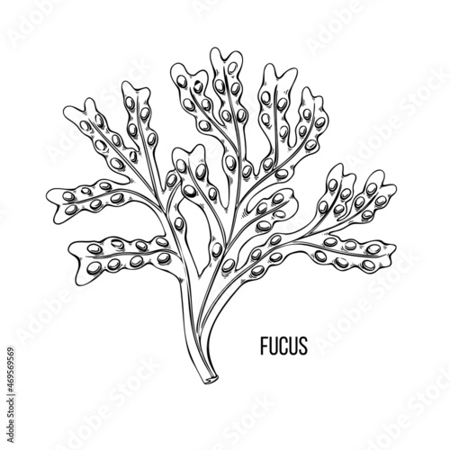 Algae - fukus. Green and red edible algae. Black line ink sketch on a white background. Vector hand drawn illustration cartoon.