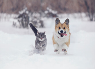 funny friends a corgi dog and a striped cat run through the white snow in the winter garden