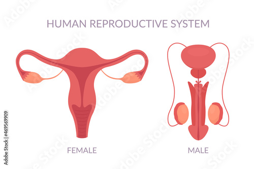 Human reproductive system anatomy. Vector set of male and female reproductive system isolated on white background.