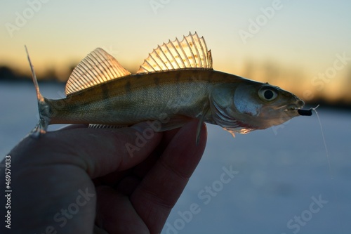 Fototapeta Naklejka Na Ścianę i Meble -  Winter fishing on the river, walleye fishing.
