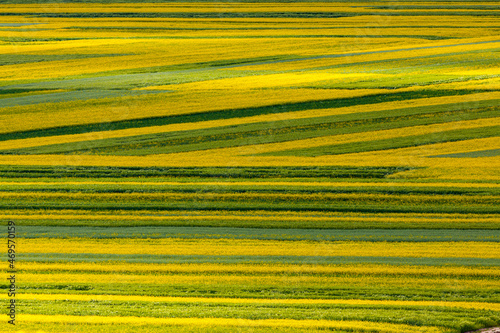 Abstract patterns of flowering yellow Rapeseed fields at Menyuan, Qinghai province, China photo