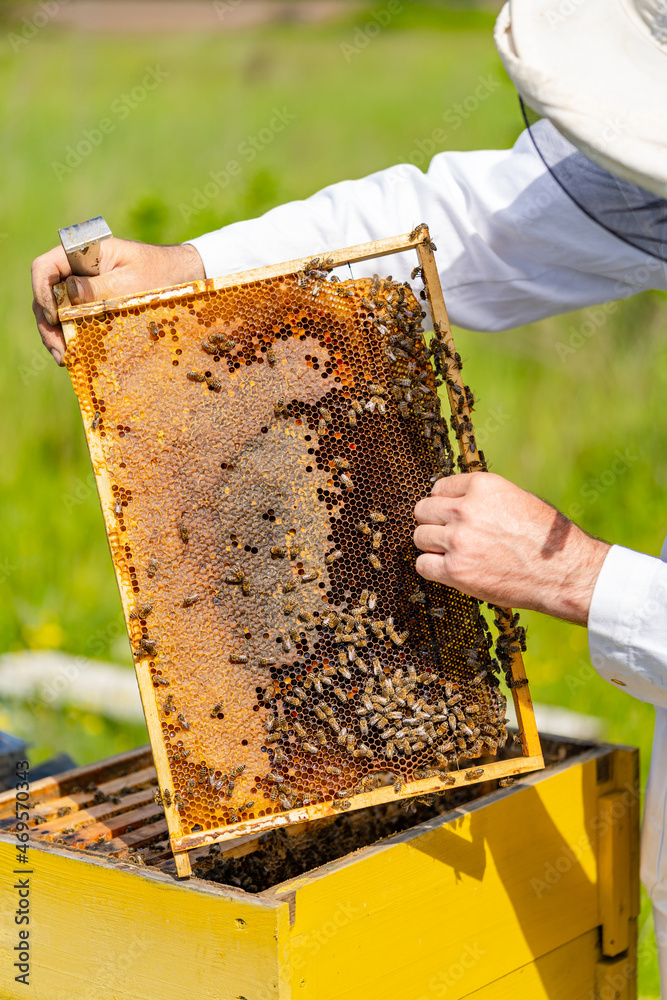 Male beekeeper is working with bees and beehives on the apiary. Frames of a bee hive. Apiary concept Male beekeeper is working with bees and beehives on the apiary. Frames of a bee hive. Apiary concept