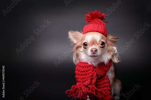 Wallpaper Mural Long Haired Chihuahua portrait with red woolen hat and scarf, close-up. Chihuahua dog on black background with knitted hat and scarf. Torontodigital.ca