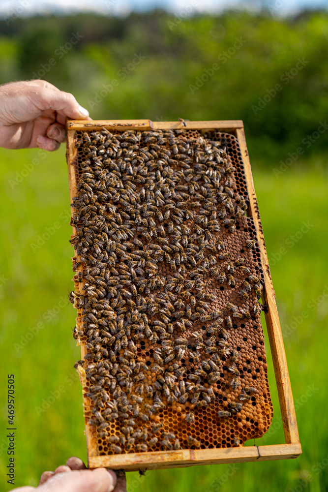 Working bees on honey cells. Frame covered with bees. Closeup view. Green grass background Working bees on honey cells. Frame covered with bees. Closeup view. Green grass background