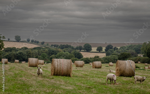 sheep in the field