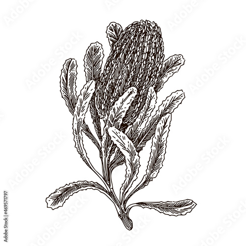Branch of banksia flower. Sketch. Engraving style. Vector illustration. photo