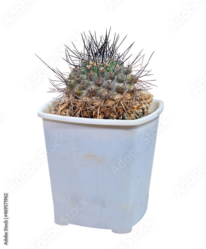 Plant, Cactus Neoporteria Villosa Var. Cephalophora (Latin Name), With Black-Brown Spines. Isolated On White Background photo