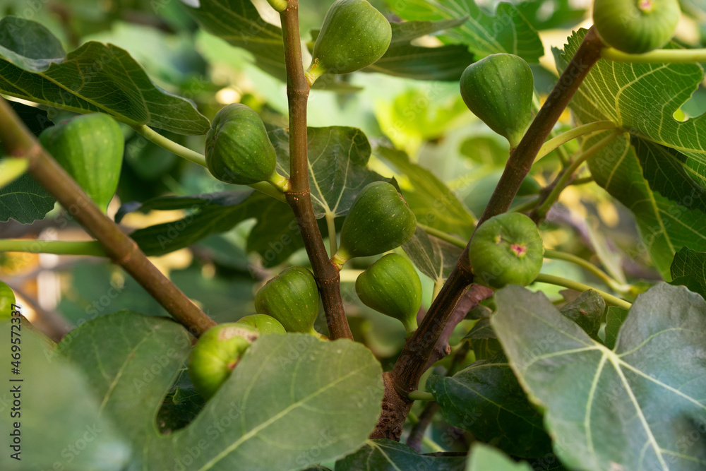 Figs ripening on a fig tree. Place for text. Figs ripening on a fig tree. Place for text.