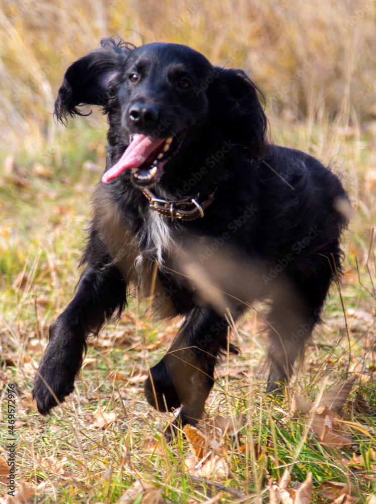 Russian Black Spaniel dog
