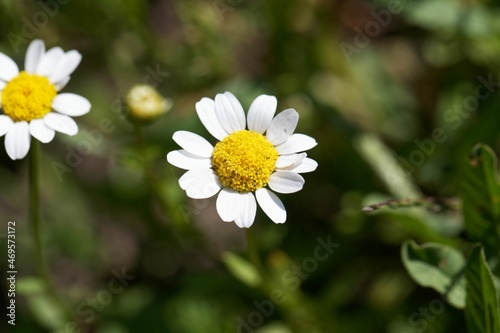 Mini marguerite, Leucanthemum paludosum