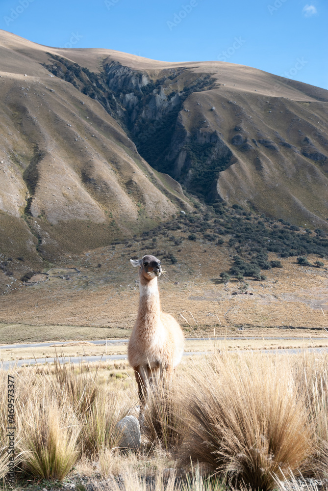 Fototapeta premium Standing llama