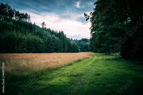 grassy path in forest valley at evening